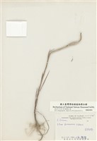 藏品(臺灣百合)的圖片